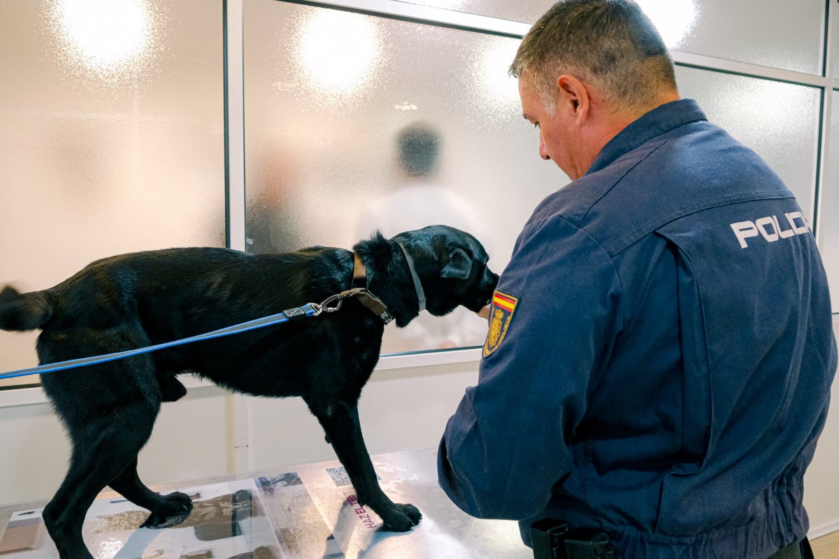La clínica veterinaria que cuida a los perros policía de Alicante, en imágenes