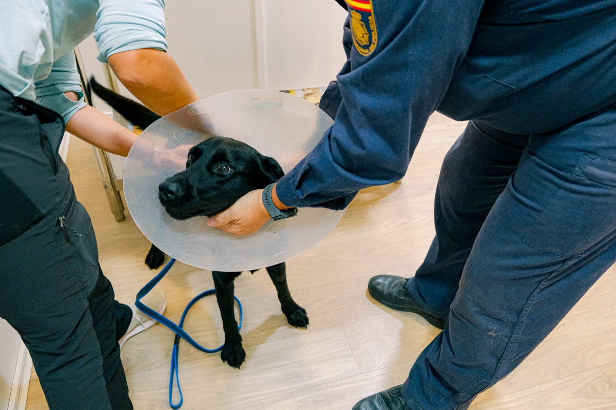 La clínica veterinaria que cuida a los perros policía de Alicante, en imágenes