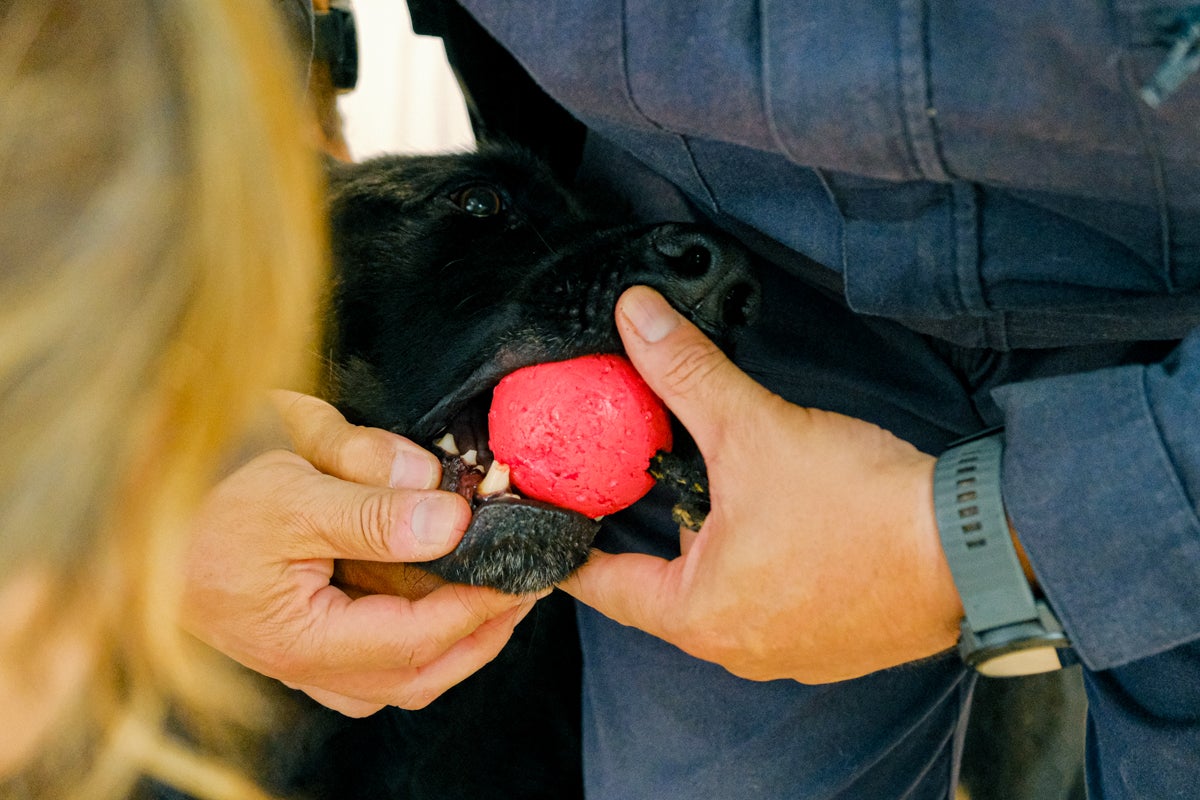La clínica veterinaria que cuida a los perros policía de Alicante, en imágenes