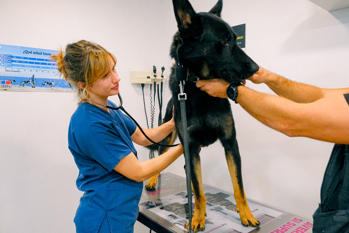 La clínica veterinaria que cuida a los perros policía de Alicante, en imágenes