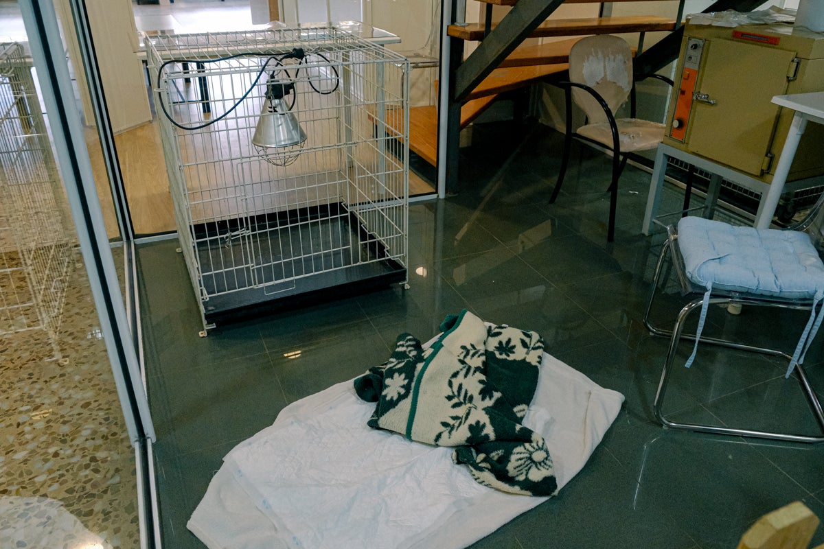 La clínica veterinaria que cuida a los perros policía de Alicante, en imágenes