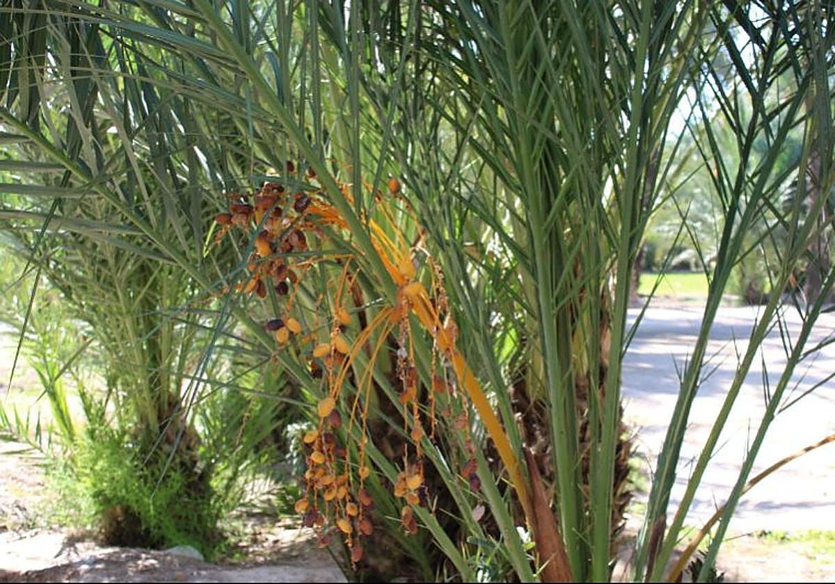 Palmera datilera en Elche.