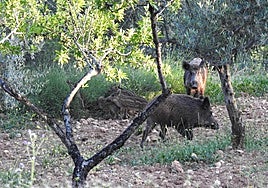 Varios ejemplares de jabalíes.