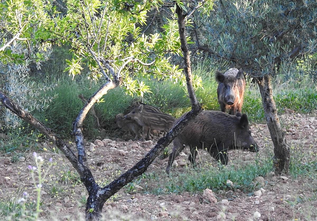 Varios ejemplares de jabalíes.