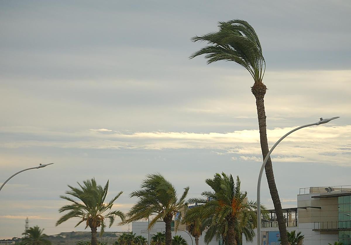 A palm tree withstands the wind in Alicante.