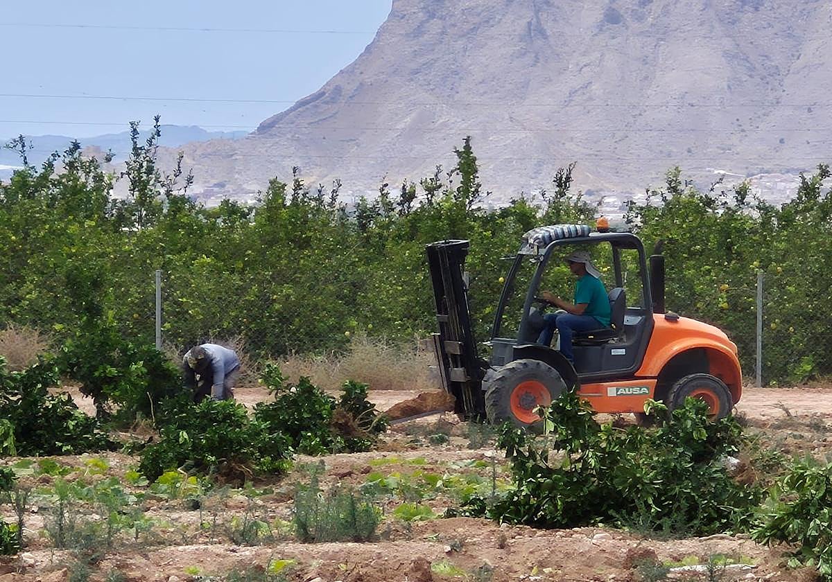 Photo: todoalicante.es Citrus Sector Demands National Plan Against Yellow Vein Chlorosis Virus