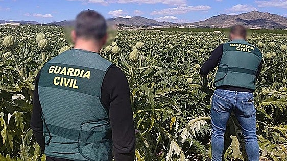 Agricultura prepara un control obligatorio en el campo alicantino para frenar los robos en las cosechas