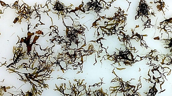 El alga asiática invasora que causa pérdidas millonarias en la pesca avanza por Alicante