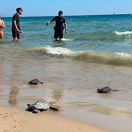 Cuatro tortugas regresan al Mediterráneo desde Elche.